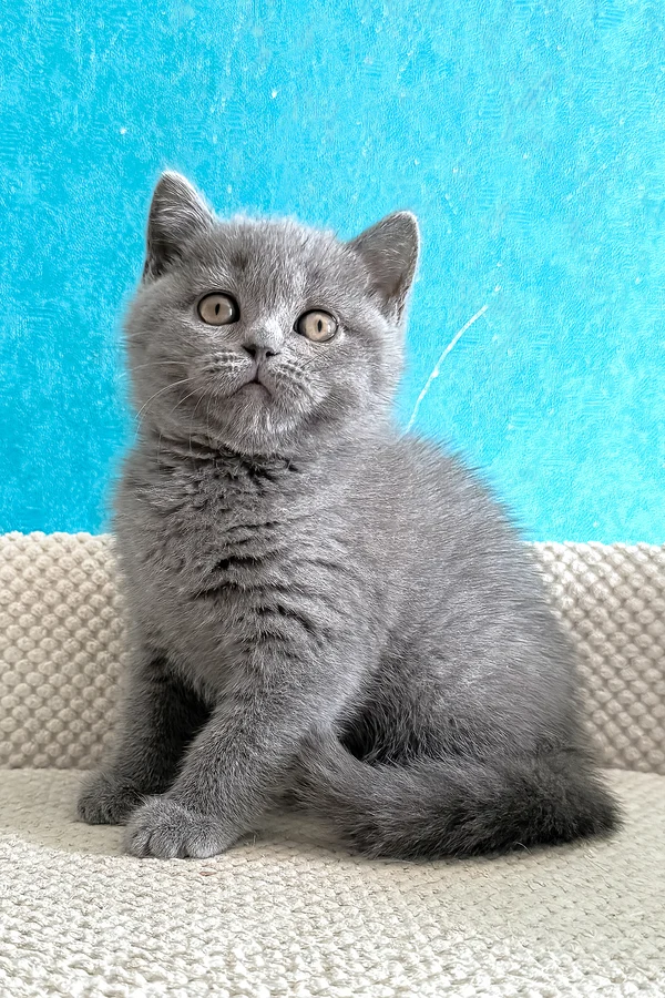 Gallery image 10 of Bastian