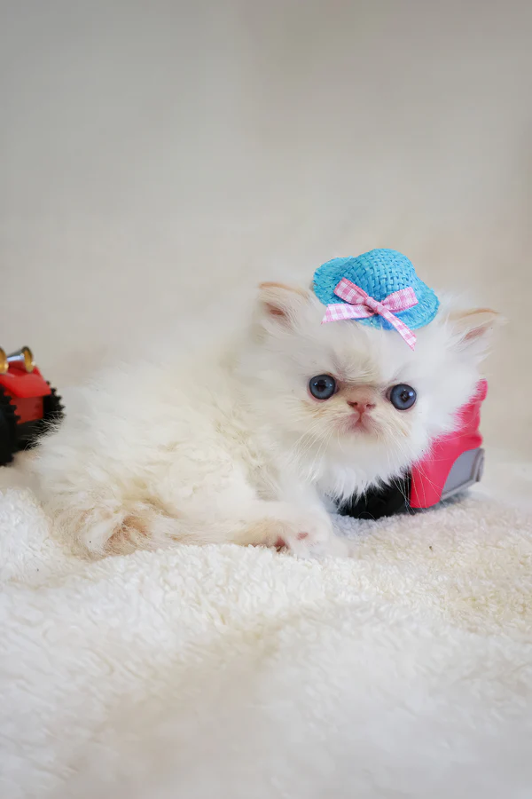 Gallery image 2 of Misha