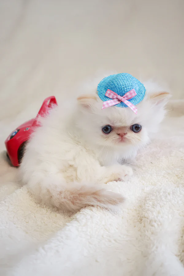 Gallery image 6 of Misha