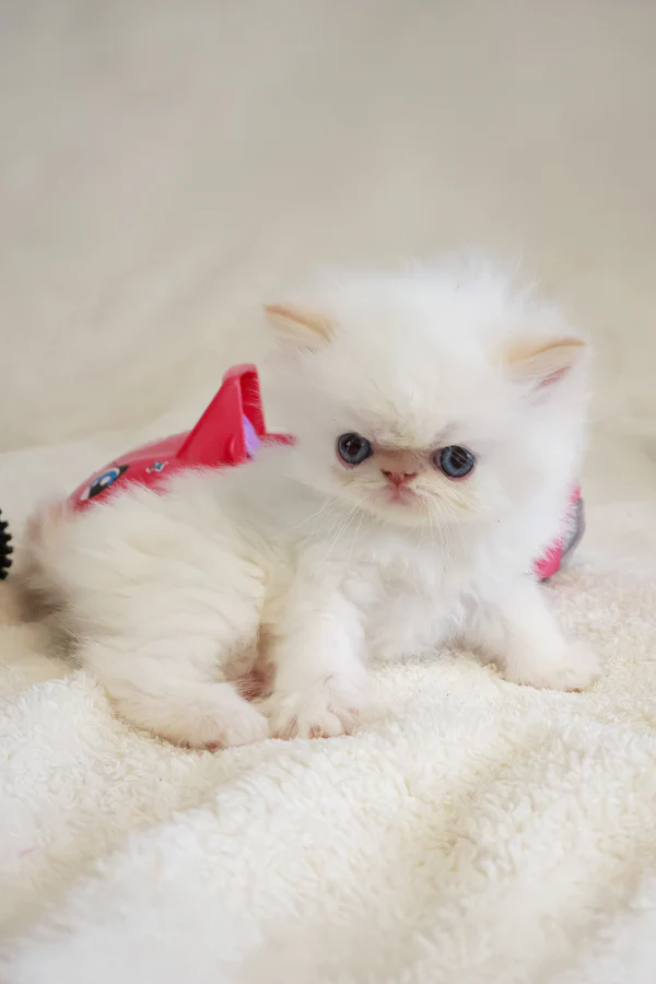 Gallery image 5 of Misha