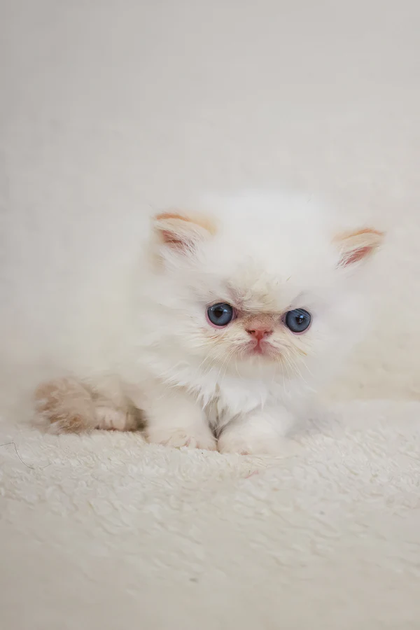 Gallery image 12 of Misha