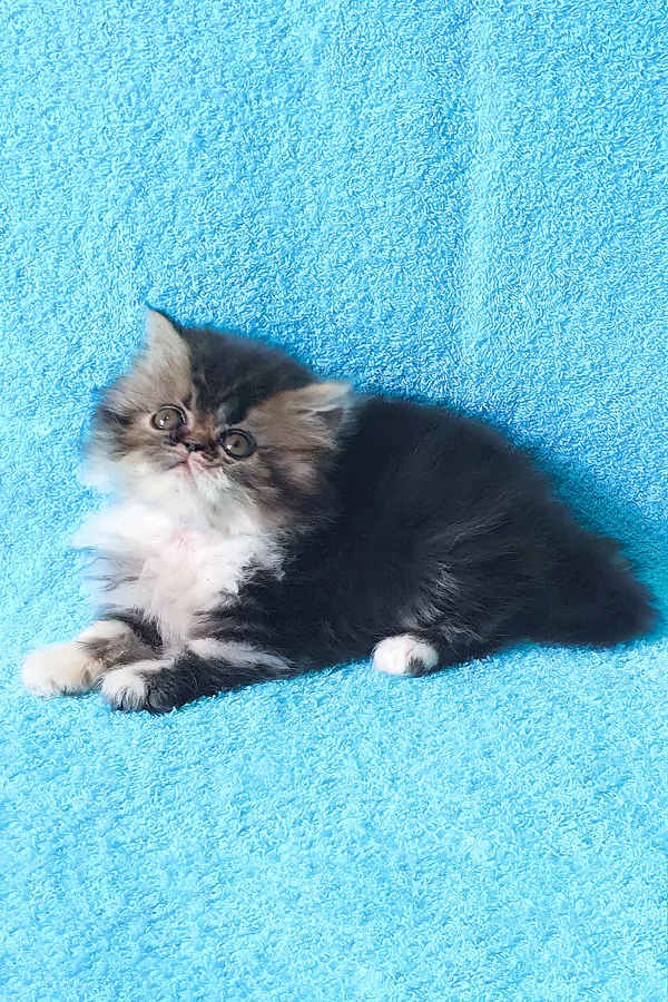 Romeo