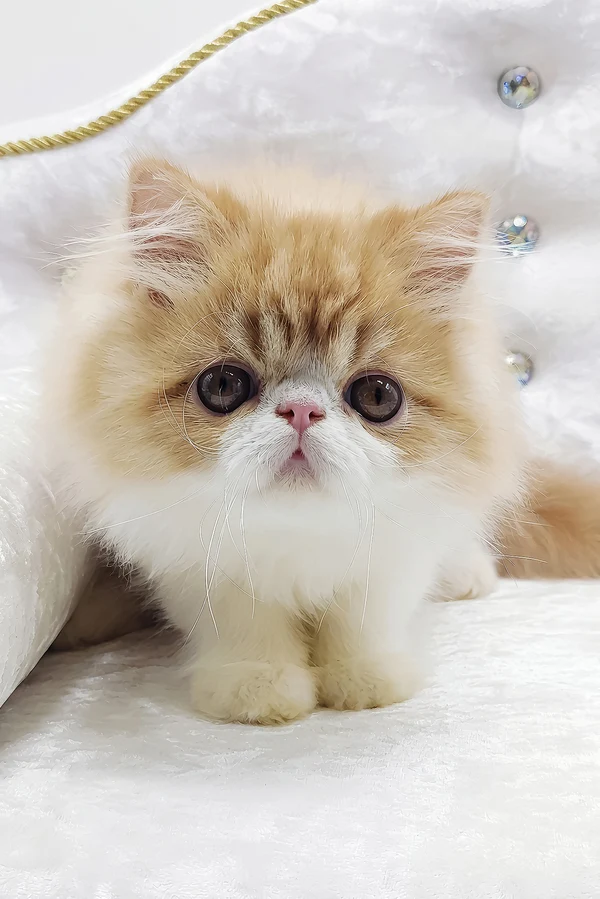 Teddy